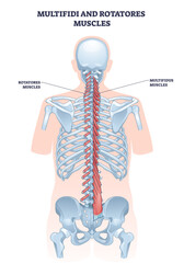 Multifidi and rotatores muscles diagram shows the spinal muscles, vertebrae, and ribcage in a clear anatomical outline, transparent background.