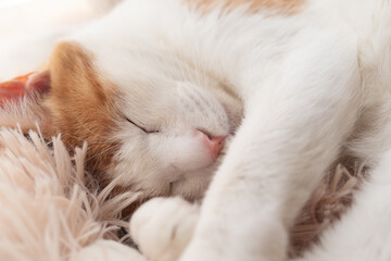 窓辺で眠る可愛い猫　茶トラ白	