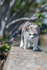 歩いて近寄ってくる可愛い猫	