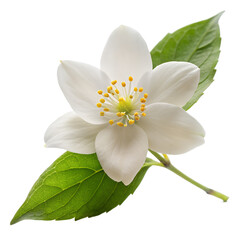 Fototapeta premium Jasmin flower isolated on white background