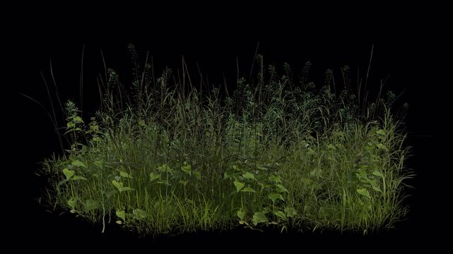 Tall Grass Field blowing in the wind Loop Animation. Wind blows the Grass Field. Animated Tall Grassswaying in the wind with Transparent Background. Alpha Channel. Loop Animation