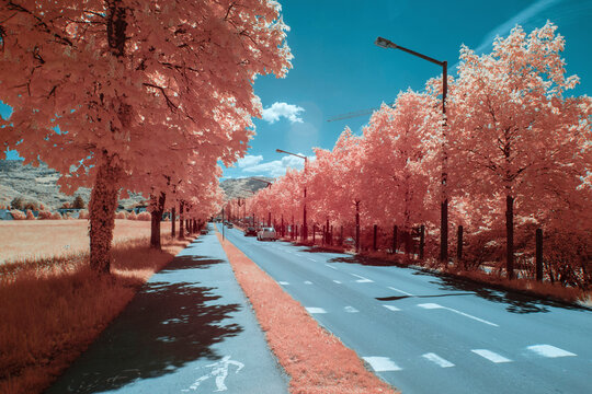 Vibrant pink trees line roads in Salzburg's nature captured in infrared photography