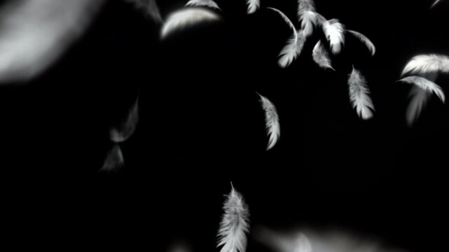 Falling White Feathers on Black Background | Loop Animation