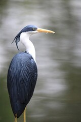 Stunning portrait of a pied heron in its natural environment with soft background