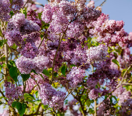 A large bush of lushly blooming pink fragrant garden lilac on a warm May day in Riga, Latvia