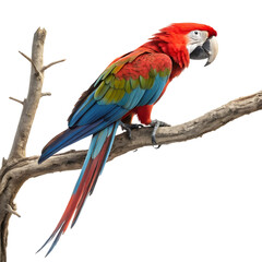 Fototapeta premium A vibrant full-body macaw parrot perched gracefully with colorful feathers and a lively posture.