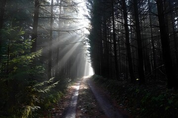 Obraz premium Misty pine forest trail with sunlight rays in early morning
