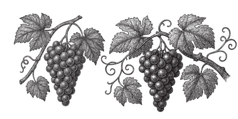 Obraz premium Hand drawn grape vine drawing illustration 