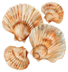 PNG Watercolor seashells beach decor