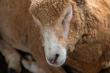 Fototapeta premium sheep in the pasture