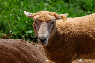sheep in the pasture