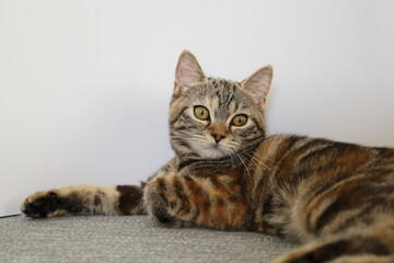 Naklejka premium 疲れた猫