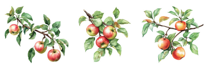 Watercolor set of apple tree branches with apples and leaves. Watercolor branch of a holly tree with half-ripe apples. Concept of fruit harvest, orchard, etc. Vector illustration. © Narin