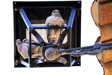 Pigeons resting on wrought iron streetlight in Denia city