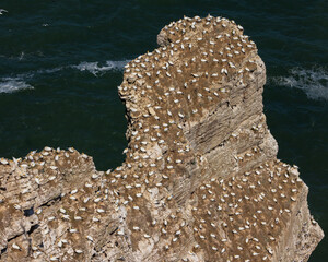 Gannet colony 