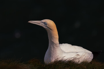 Gannet