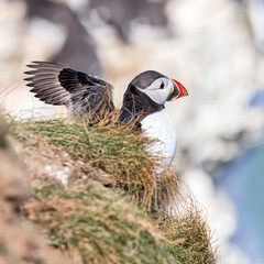 atlantic puffin or common puffin