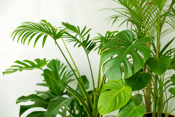 Lush green tropical houseplants against white background