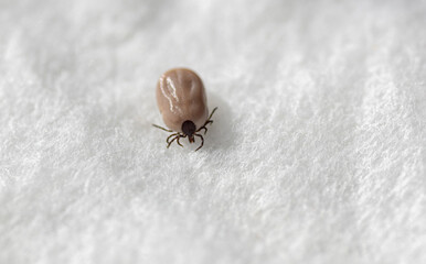 Macro image of an engorged tick crawling on a white surface.