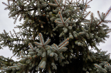 Spruce tree branch close up. Сoniferous tree in the forest against the sky
