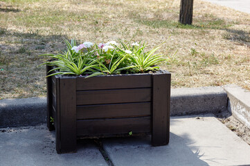 Decorative wooden planter box with blooming flowers. Ornamental plants at city street