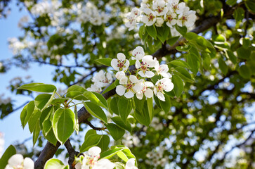 Beautiful white pear blossom. Flowering pear tree. Soft focus image of blossoming tree in spring time