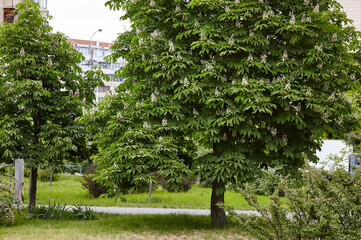 Chestnut in bloom on city street in Kyiv, Ukraine. Flowers of chestnuts tree in spring time. Selective focus, blurred background