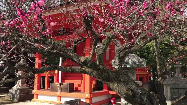 日本、京都、神社、北野天満宮、梅花、春、風景、写真素材