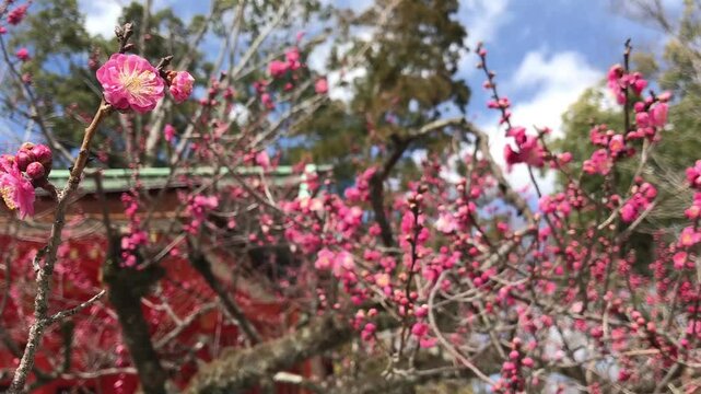 日本、京都、神社、北野天満宮、梅花、春、風景、写真素材