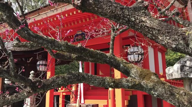 日本、京都、神社、北野天満宮、梅花、春、風景、写真素材