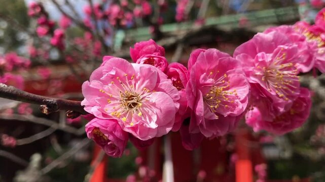 日本、京都、神社、北野天満宮、梅花、春、風景、写真素材