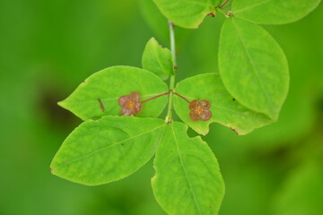 A detailed view of Korean winged spindle tree (Euonymus macropterus) with green foliage and red fruits in natural environment, photographed in Korea.