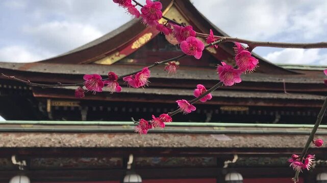 日本、京都、神社、北野天満宮、梅花、春、風景、写真素材