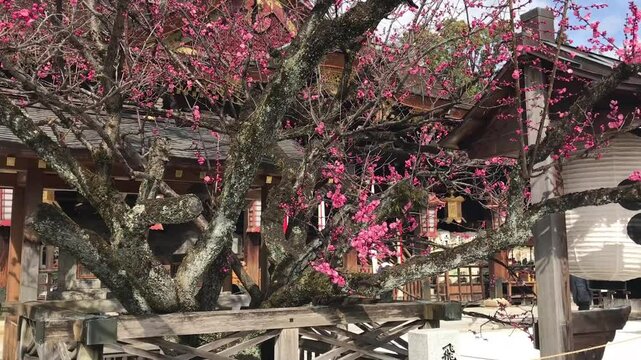 日本、京都、神社、北野天満宮、梅花、春、風景、写真素材