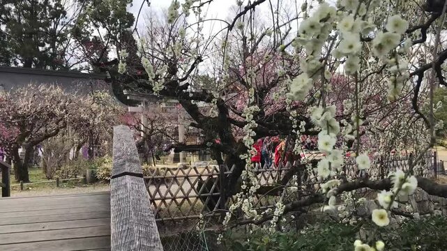 日本、京都、神社、北野天満宮、梅花、春、風景、写真素材