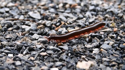 Millipede on Gravel Path: A detailed close-up reveals the intricate segmented body of a millipede as it navigates a rough gravel path, showcasing its numerous legs and natural habitat.