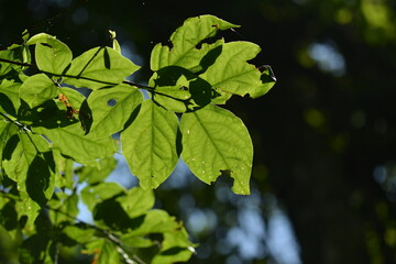 A detailed view of Korean spindle tree (Euonymus sieboldianus) showing green star-shaped fruits and vibrant green leaves in summer light.