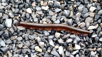 A Close Encounter with a Millipede: An extraordinary close-up reveals a lengthy millipede gracefully navigating a bed of rough stones. The intricate details of its segmented body.
