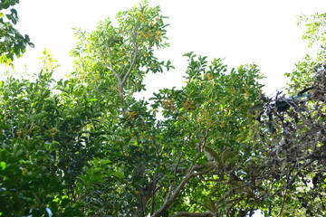 Fototapeta premium A Korean native herb tree known as Euonymus japonicus var. laxiflorus with glossy leaves and green fruits, photographed in natural coastal habitat.