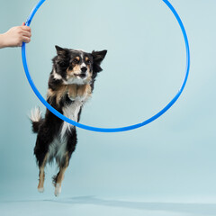 A dog performs a skillful leap through a blue hoop, showcasing agility and training.
