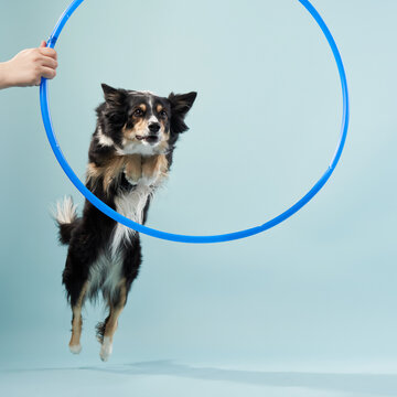 A dog performs a skillful leap through a blue hoop, showcasing agility and training.