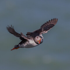 Puffin in flight