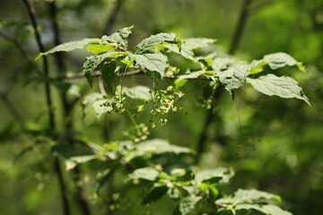 A native Korean species, Euonymus sachalinensis, showing its distinctive winged branches, green leaves, and blooming flowers in a natural habitat.