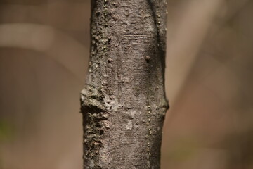 Obraz premium A native Korean species, Euonymus sachalinensis, showing its distinctive winged branches, green leaves, and blooming flowers in a natural habitat.