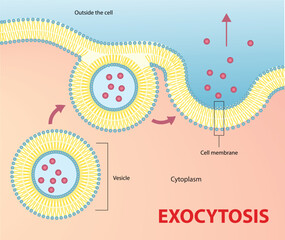 Illustration of exocytosis process diagram