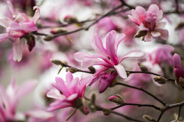 Close up of many pink magnolia flowers blooming in spring.