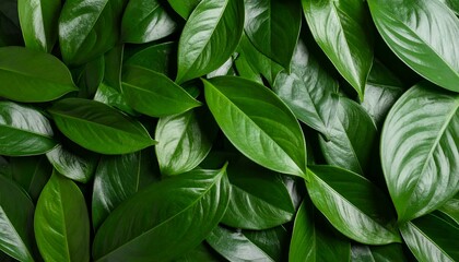 Lush green leaves background. Perfect for nature, eco, and botanical designs.