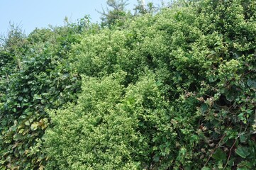 A native Korean climbing shrub, Euonymus japonicus var. microphyllus, with small glossy leaves and...