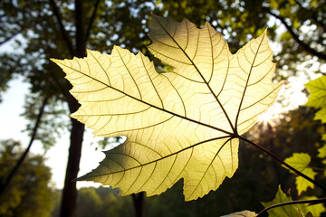 Fototapeta premium Backlit maple leaf in forest sunlight