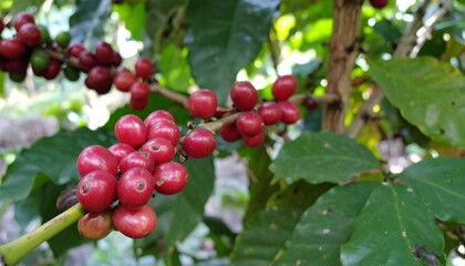 Ripe red coffee cherries on a branch, surrounded by lush green leaves.  A close-up showcasing the vibrant colors and texture of the coffee beans.